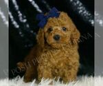 Small Photo #4 Goldendoodle (Miniature) Puppy For Sale in WARSAW, IN, USA