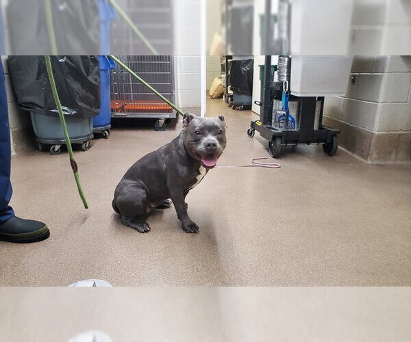 Medium Photo #1 American Pit Bull Terrier Puppy For Sale in Aurora, IL, USA
