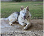 Small Siberian Husky Mix