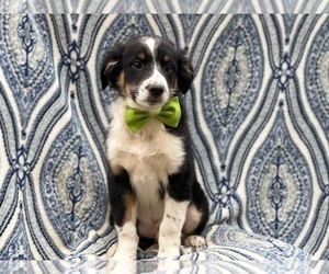 Australian Shepherd Puppy for sale in LAKELAND, FL, USA