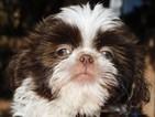 Small Photo #10 Shih Tzu Puppy For Sale in ENKA, NC, USA