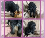 Small Photo #5 Labradoodle Puppy For Sale in MORGANFIELD, KY, USA