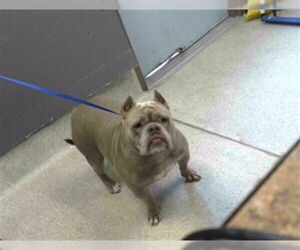 American Bulldog Dogs for adoption in Tallahassee, FL, USA