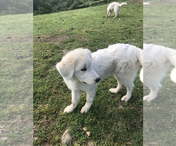 Medium Photo #8 Maremma Sheepdog Puppy For Sale in SPOKANE, MO, USA