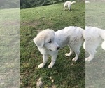 Small #7 Maremma Sheepdog