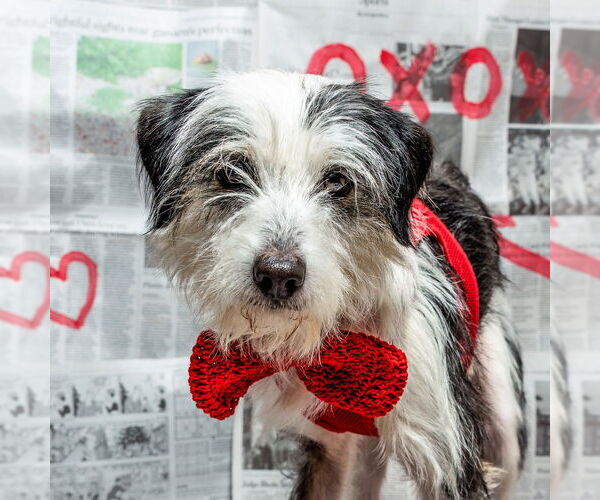 Medium Photo #3 Mutt Puppy For Sale in Mundelein, IL, USA