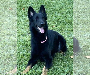 German Shepherd Dog Dogs for adoption in Fort Lauderdale, FL, USA