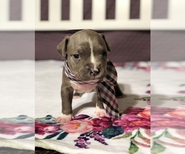 Medium Photo #1 American Pit Bull Terrier Puppy For Sale in BONNEY LAKE, WA, USA