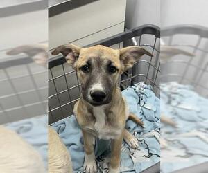 German Shepherd Dog Dogs for adoption in HESPERIA, CA, USA