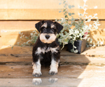 Small #5 Schnauzer (Miniature)