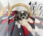 Small #1 Shih Tzu