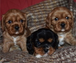 Small Photo #5 Cavalier King Charles Spaniel Puppy For Sale in DEERWOOD, MN, USA
