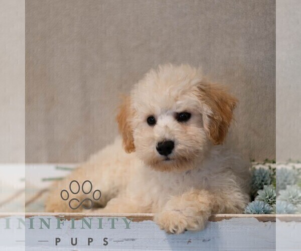 Medium Photo #5 Poochon Puppy For Sale in MIFFLINBURG, PA, USA