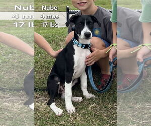 Dalmatian-Labrador Retriever Mix Dogs for adoption in Virginia Beach, VA, USA