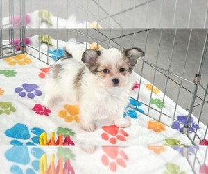 Papitese Puppy for sale in ORO VALLEY, AZ, USA