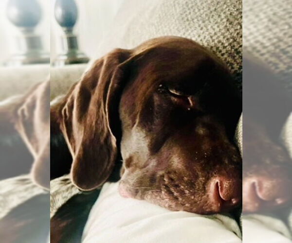 Medium Photo #2 German Shorthaired Pointer Puppy For Sale in Forest, VA, USA