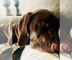 Small #1 German Shorthaired Pointer