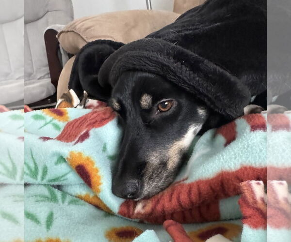 Medium Photo #8 Labrador Retriever-Unknown Mix Puppy For Sale in Fargo, ND, USA