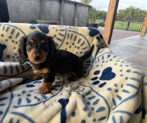 Dachshund Puppy for sale in WEBSTER, FL, USA