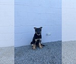 Small Photo #7 German Shepherd Dog Puppy For Sale in OXFORD, PA, USA
