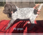 Small Photo #8 German Shorthaired Pointer Puppy For Sale in FLORISSANT, CO, USA