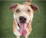 Small #1 Catahoula Leopard Dog Mix