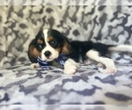 Small #9 Cavalier King Charles Spaniel