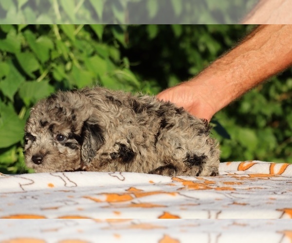 Medium Photo #30 Poodle (Toy) Puppy For Sale in DYERSBURG, TN, USA