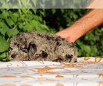 Small #29 Poodle (Toy)