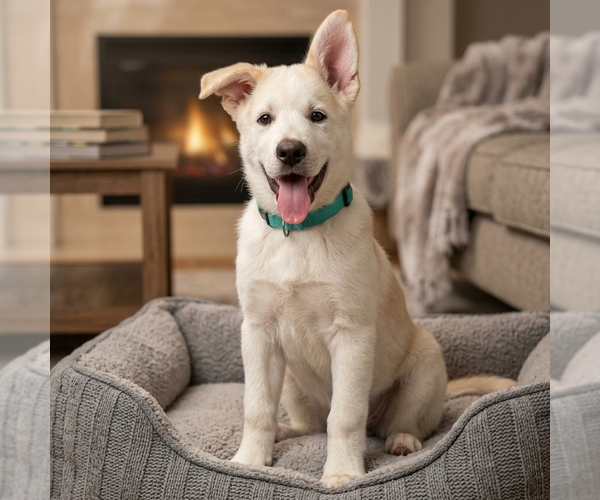 Medium Photo #5 Mutt Puppy For Sale in Vail, AZ, USA