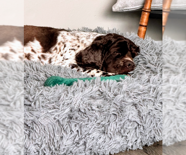 Medium Photo #4 Cocker Spaniel Puppy For Sale in Sioux Falls, SD, USA
