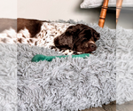 Small #3 Cocker Spaniel