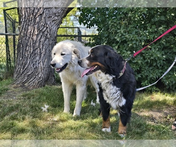 Medium Photo #1 Great Bernese Puppy For Sale in ELGIN, OR, USA