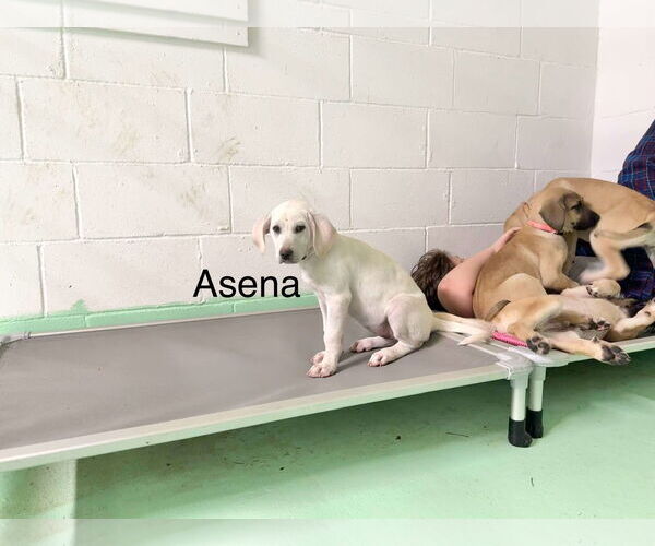 Medium Photo #13 Anatolian Shepherd-Labrador Retriever Mix Puppy For Sale in Higley, AZ, USA