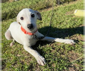 Smith - Male Mutt Dog for Adoption - Photo #3