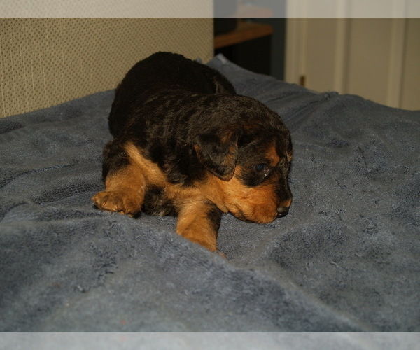 Medium Photo #4 Airedale Terrier Puppy For Sale in CHARLESTOWN, IN, USA
