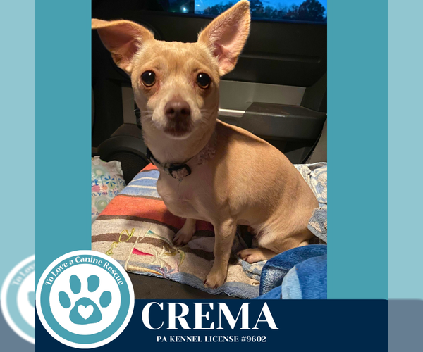 Medium Photo #2 Chihuahua Puppy For Sale in Kimberton, PA, USA