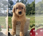 Image preview for Ad Listing. Nickname: AKC Golden Retr
