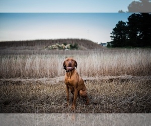 Father of the Vizsla puppies born on 04/17/2022