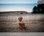 Small Photo #1 Vizsla Puppy For Sale in RALEIGH, NC, USA