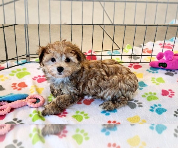 Medium Photo #10 Morkie Puppy For Sale in ORO VALLEY, AZ, USA