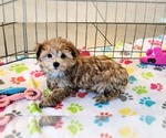 Small #9 Morkie