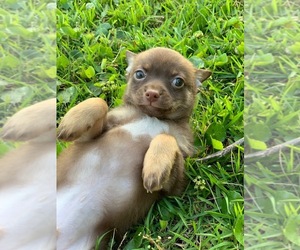 Chihuahua Puppy for sale in HAVELOCK, NC, USA