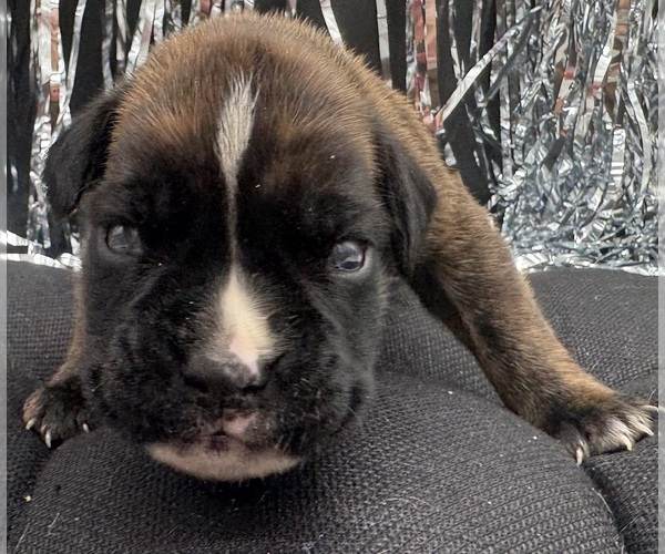 Medium Photo #2 Boxer Puppy For Sale in PAWNEE CITY, NE, USA