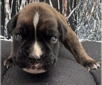 Small #1 Boxer