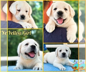 Labrador Retriever Puppy for Sale in MOUNT AIRY, Maryland USA