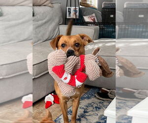 Ruby - Female Labrador Retriever-Unknown Mix Dog for Adoption - Photo #2