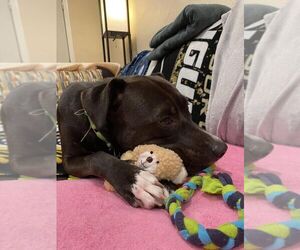Mia - Female Labrador Retriever-Unknown Mix Dog for Adoption - Photo #2