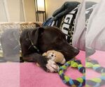 Small #1 Labrador Retriever Mix