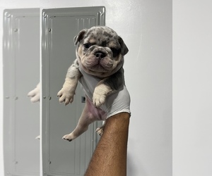 French Bulldog Puppy for sale in HIALEAH LAKES, FL, USA